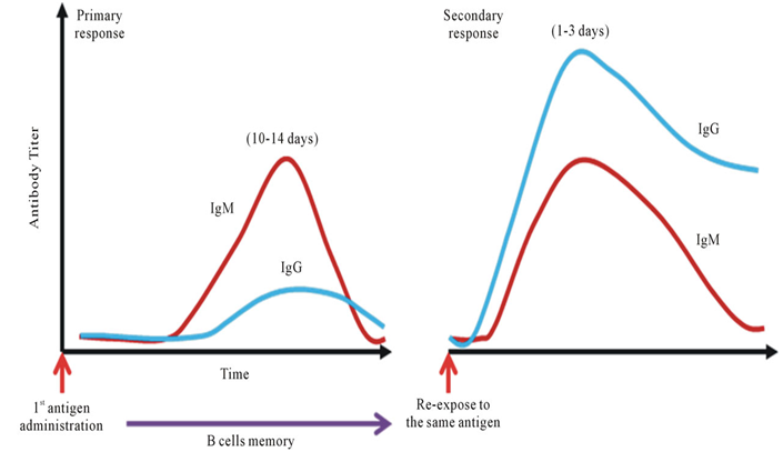 Serological markers in Dengue infection